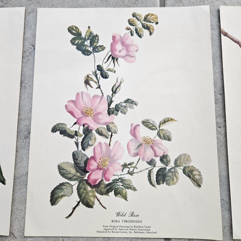 4 Botanical Wall Art Prints & 1 bird print All 5 Prints for one price